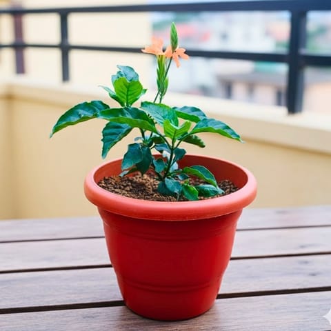 Crossandra Orange  in 8 Inch Terracotta Red Classy Plastic Pot