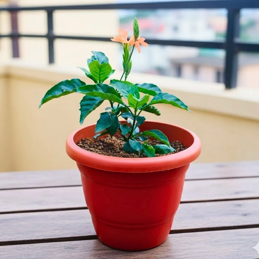 Crossandra Orange  in 8 Inch Terracotta Red Classy Plastic Pot