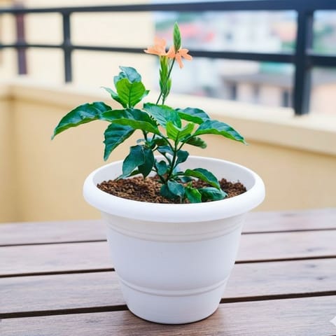 Buy Crossandra Orange  in 8 Inch Live Plant White Classy Plastic Pot Online at Best Price