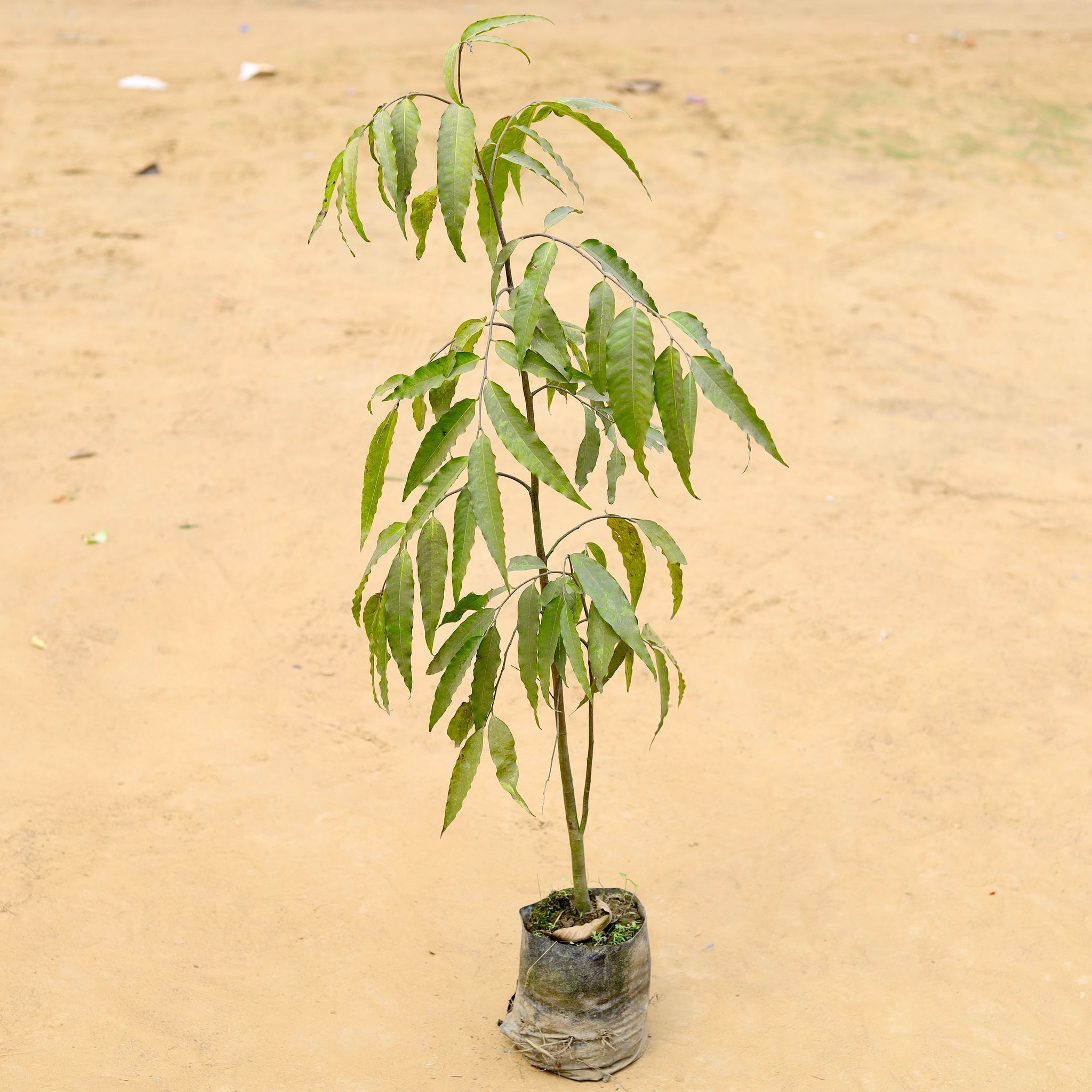 Ashoka Tree (~ 2 Ft) in 6 Inch Nursery Bag
