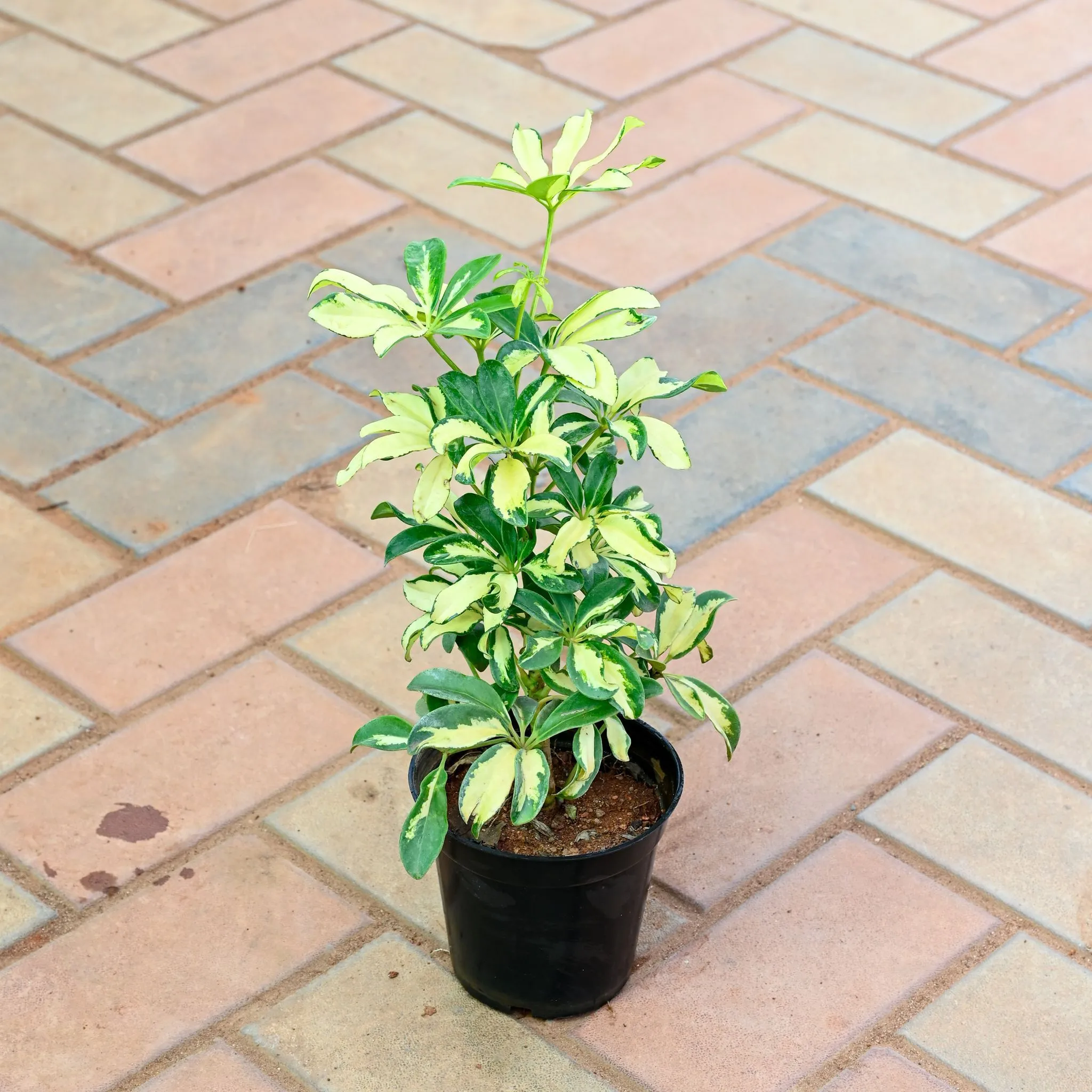 Schefflera Variegated in 8 Inch Black Nursery Pot