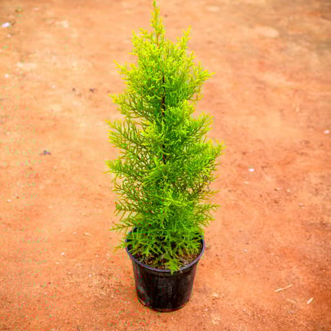 Cypress Golden (~ 1.5 Ft) in 6 Inch Nursery Pot