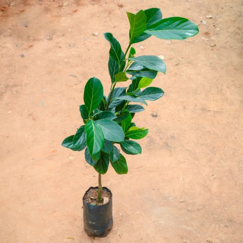 Jack Fruit / Kathal (~4 Ft) in 8 Inch Live Plant Nursery Bag