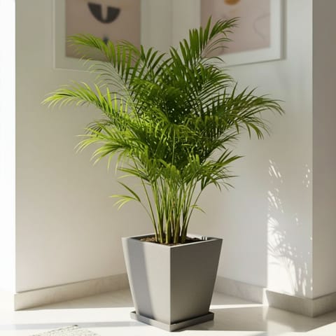Areca Palm (~ 3 Ft) in 12 X 10 Inch Grey Premium Blaze Fiberglass Planter