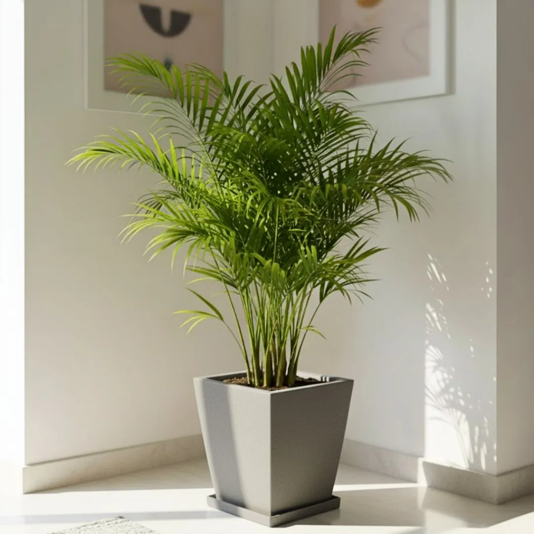 Areca Palm (~ 3 Ft) in 12 X 10 Inch Grey Premium Blaze Fiberglass Planter