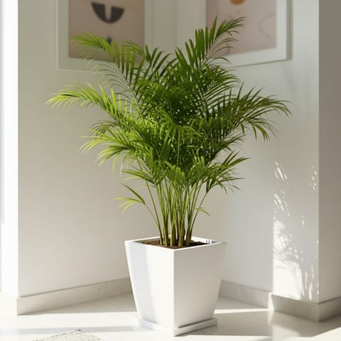 Areca Palm (~ 3 Ft) in 12 X 10 Inch White Premium Blaze Fiberglass Planter