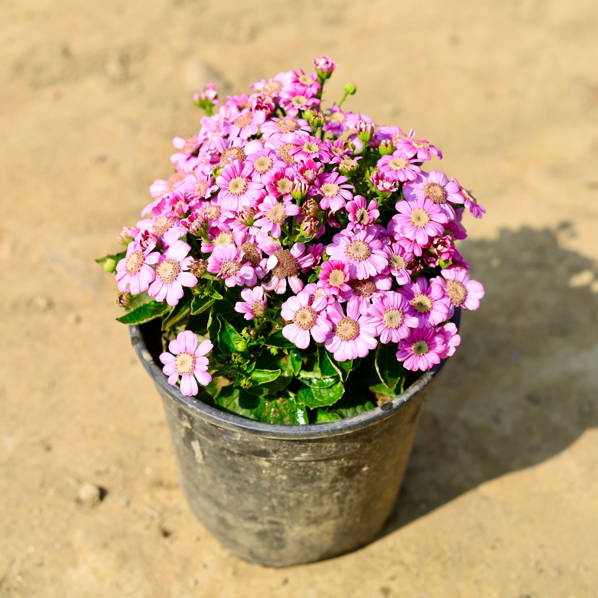 Cineraria (any colour) in 5 Inch Nursery Pot