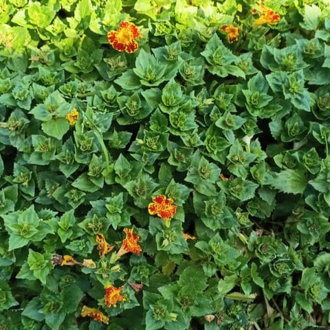 Exotic Mimulus / Monkey Flower in 3 Inch Nursery Bag