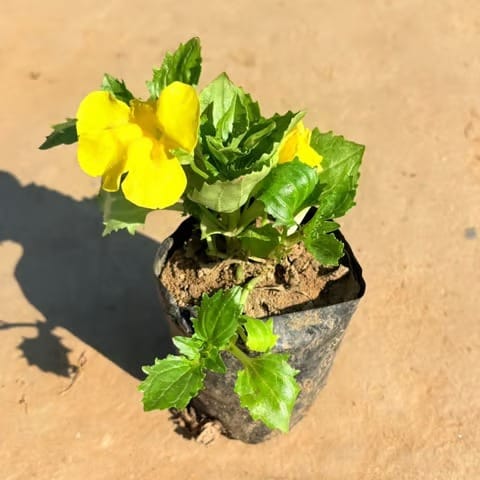Exotic Mimulus / Monkey Flower in 3 Inch Nursery Bag