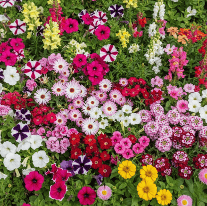 Grand Bloom Combo- Set of any 100 - Full Bloom Seasonal Flowers in 4 inch Nursery Bag