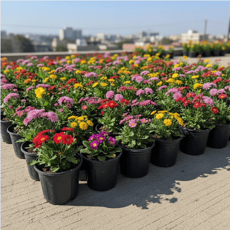 XL Bloom Combo- Set of any 50 - Full Bloom Seasonal Flowers in 6 inch nursery Pots