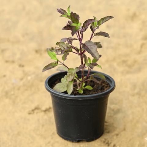 Shyama Tulsi in 4 Inch Nursery Pot
