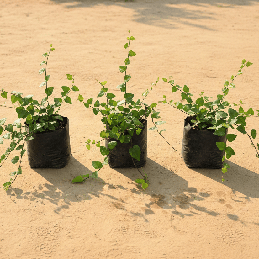 Set of 3 - Chipkali Bel in 3 Inch Nursery Bag