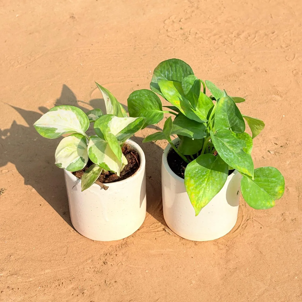 Set of 2 - Money Plant (N'Joy & Green) in 4 Inch White Classy Cylindrical Ceramic Pot