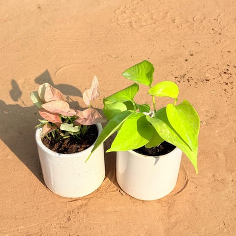 Set of 2 - Syngonium Pink & Money Plant Golden in 4 Inch Live Fresh Plant White Classy Cylindrical Ceramic Pot in Rajendra Place