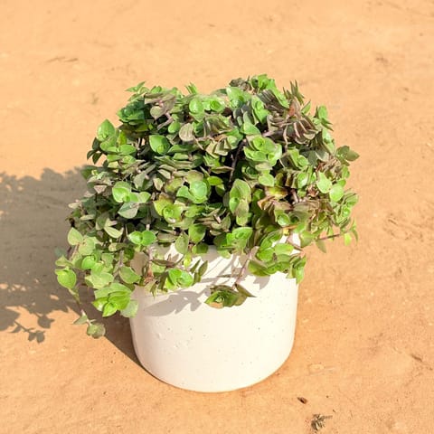 Turtle Vine Black in 4 Inch White Classy Cylindrical Ceramic Pot