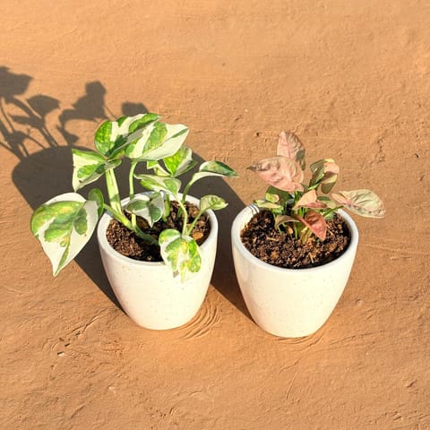 Set of 2 - Money Plant N'Joy & Syngonium Pink in 4 Inch Live Fresh Plant White Classy Cup Ceramic Pot in Sanjay Nagar