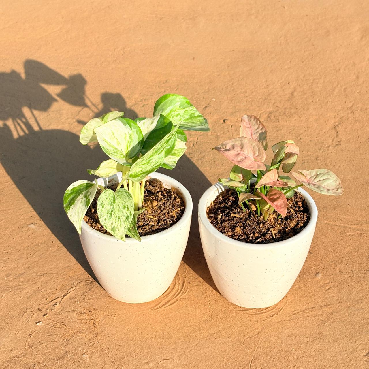 Set of 2 - Syngonium Pink & Money Plant Marble in 4 Inch White Classy Cup Ceramic Pot