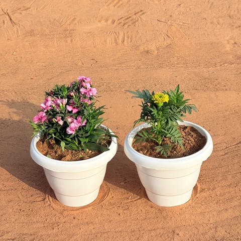 Set of 2 - Marigold / Genda Jafri & Dianthus (Any Colour) in 8 Inch White Classy Plastic Pot