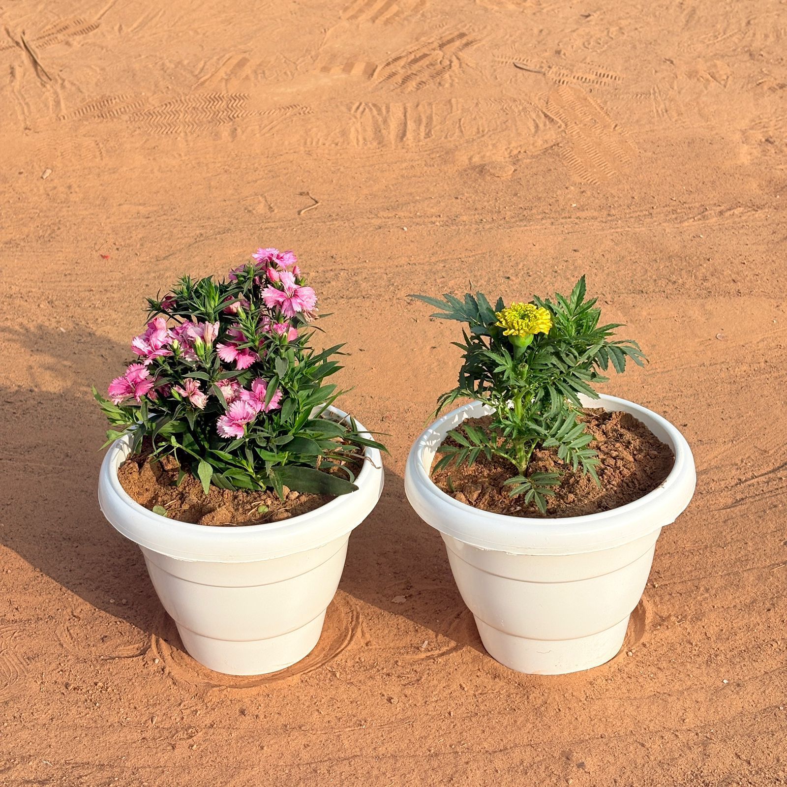 Set of 2 - Marigold / Genda Jafri & Dianthus (Any Colour) in 8 Inch White Classy Plastic Pot