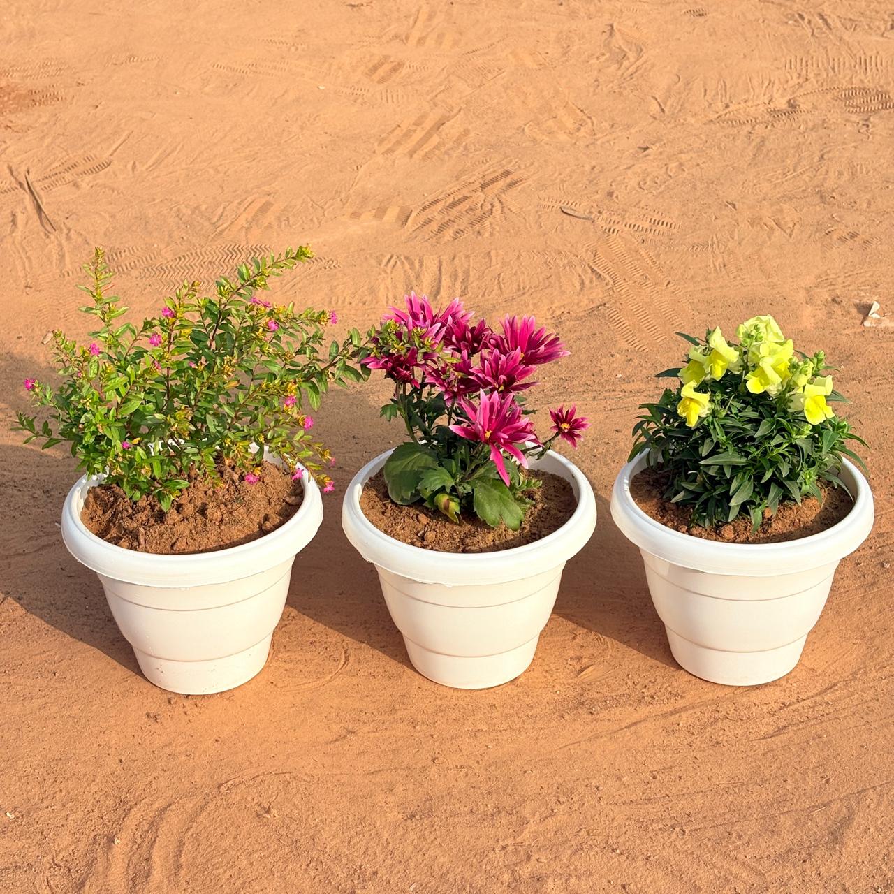 Set of 3 - Chrysanthemum / Shevanti (Any Colour), Cuphea / False Heather Pink & Antirrhinum / Snapdragon (Any Colour) in 8 Inch White Classy Plastic Pot