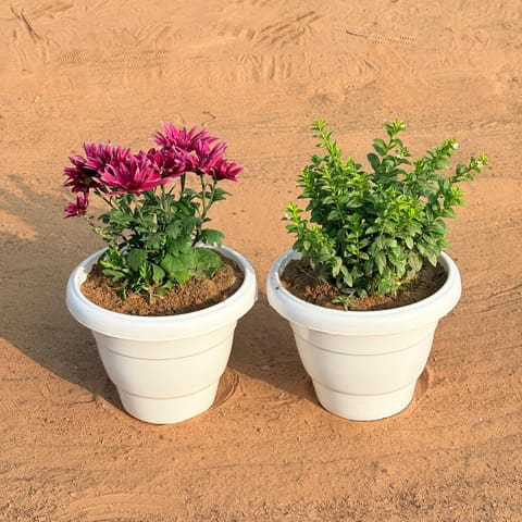 Set of 2 - Cuphea / False Heather White & Chrysanthemum / Shevanti (Any Colour) in 8 Inch White Classy Plastic Pot