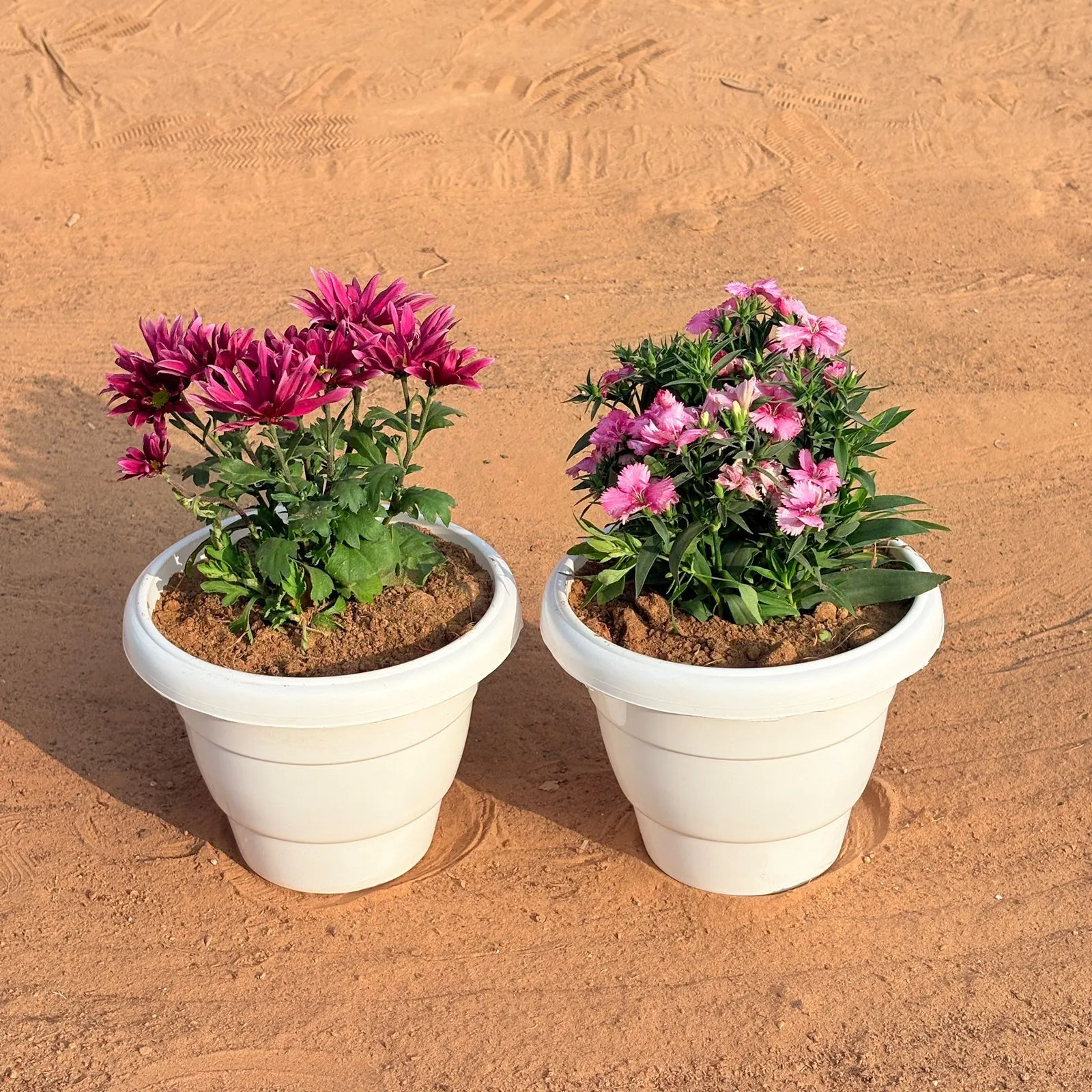 Set of 2 - Dianthus & Chrysanthemum / Shevanti (Any Colour) in 8 Inch White Classy Plastic Pot