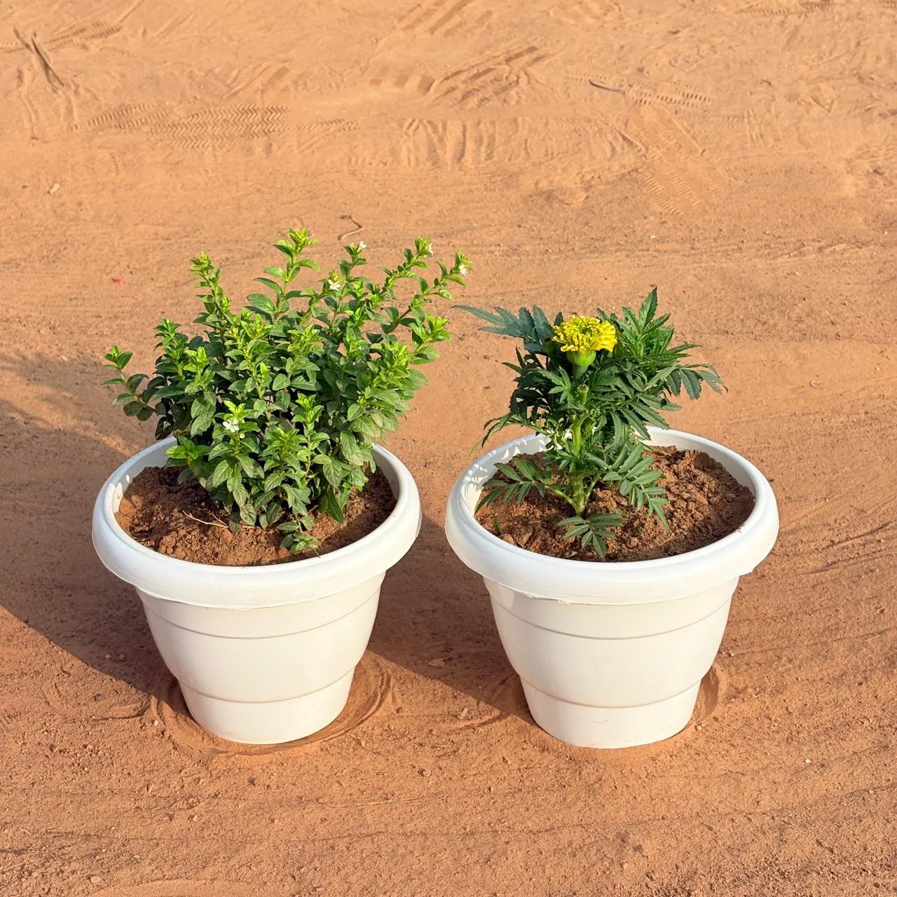 Set of 2 - Cuphea / False Heather White & Marigold / Genda Jafri (Any Colour) in 8 Inch White Classy Plastic Pot