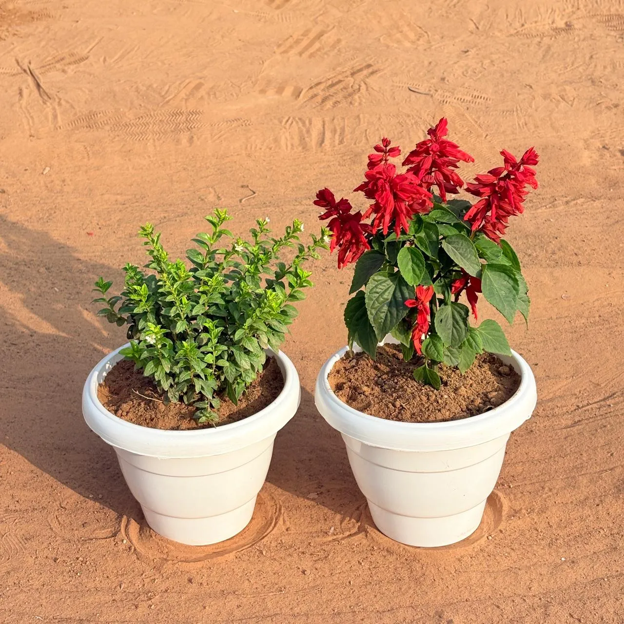 Set of 2 - Salvia Red & Cuphea / False Heather White in 8 Inch White Classy Plastic Pot