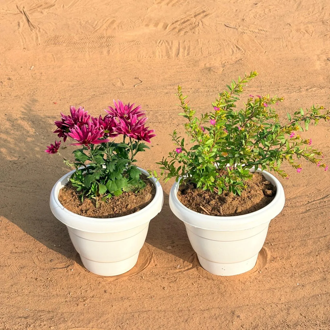 Set of 2 - Cuphea / False Heather Pink & Chrysanthemum / Shevanti (Any Colour) in 8 Inch White Classy Plastic Pot