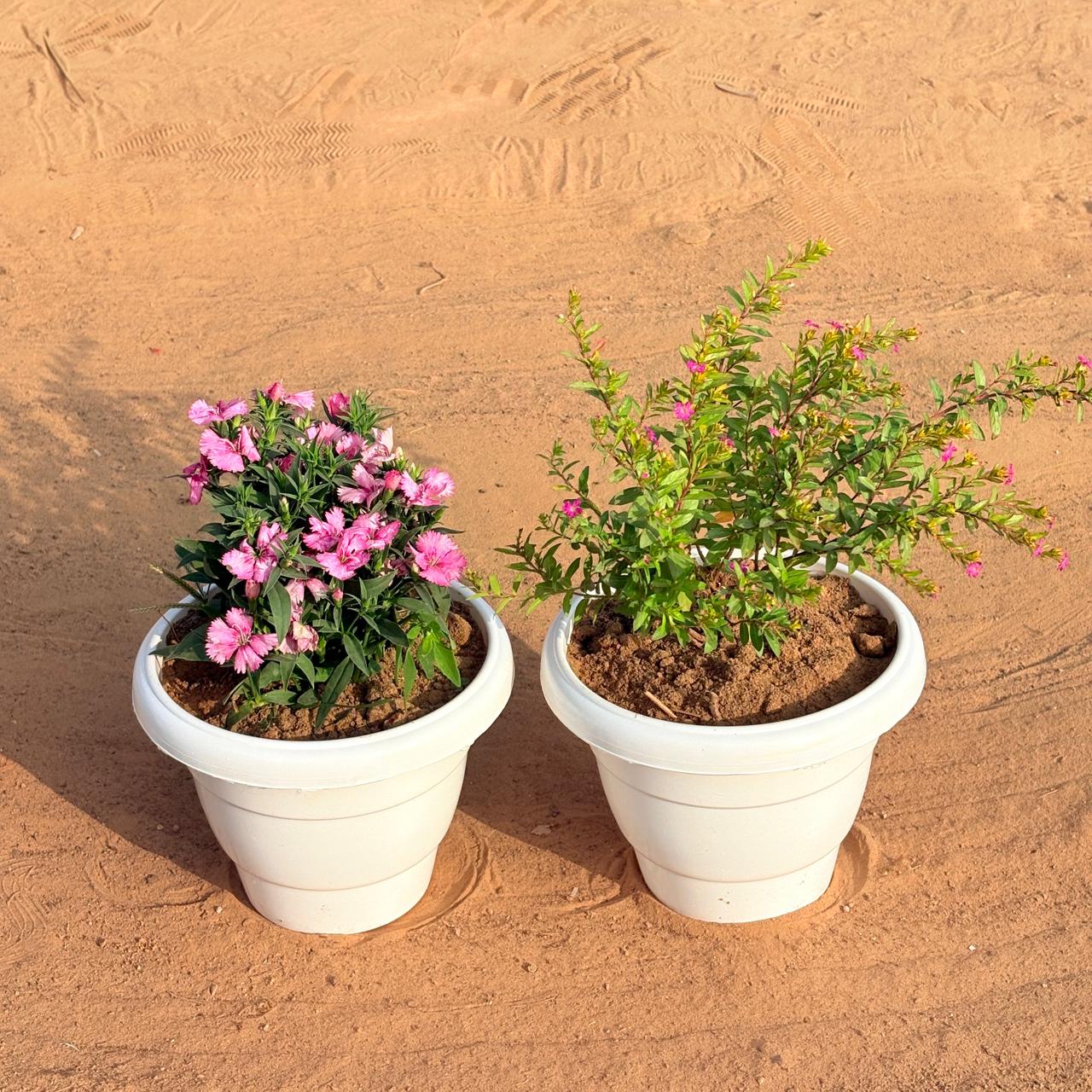 Set of 2 - Cuphea / False Heather Pink & Dianthus (Any Colour) in 8 Inch White Classy Plastic Pot
