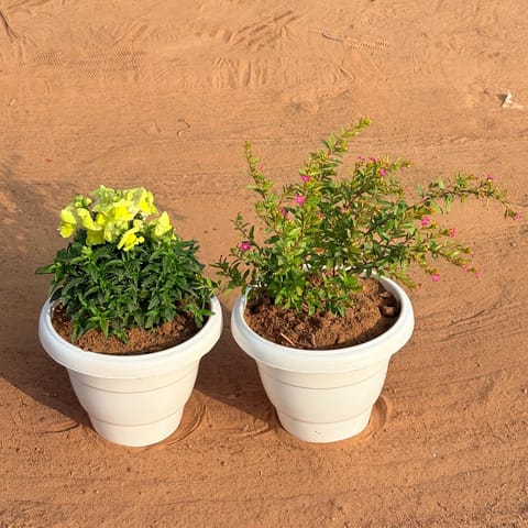 Set of 2 - Cuphea / False Heather Pink  & Antirrhinum / Snapdragon (Any Colour) in 8 Inch White Classy Plastic Pot