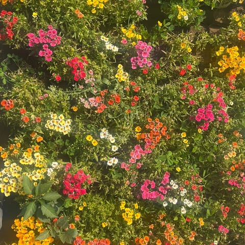 Exotic Nemesia Flower in 3 Inch Nursery Bag