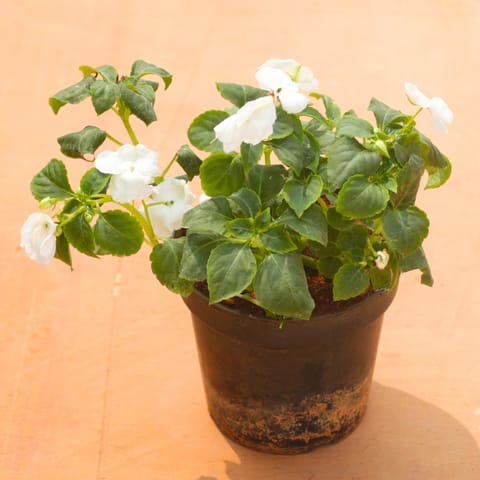 Balsam White in 5 Inch Nursery Pot