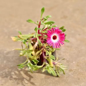 Ice Plant (Any Colour) in 4 Inch Nursery Bag