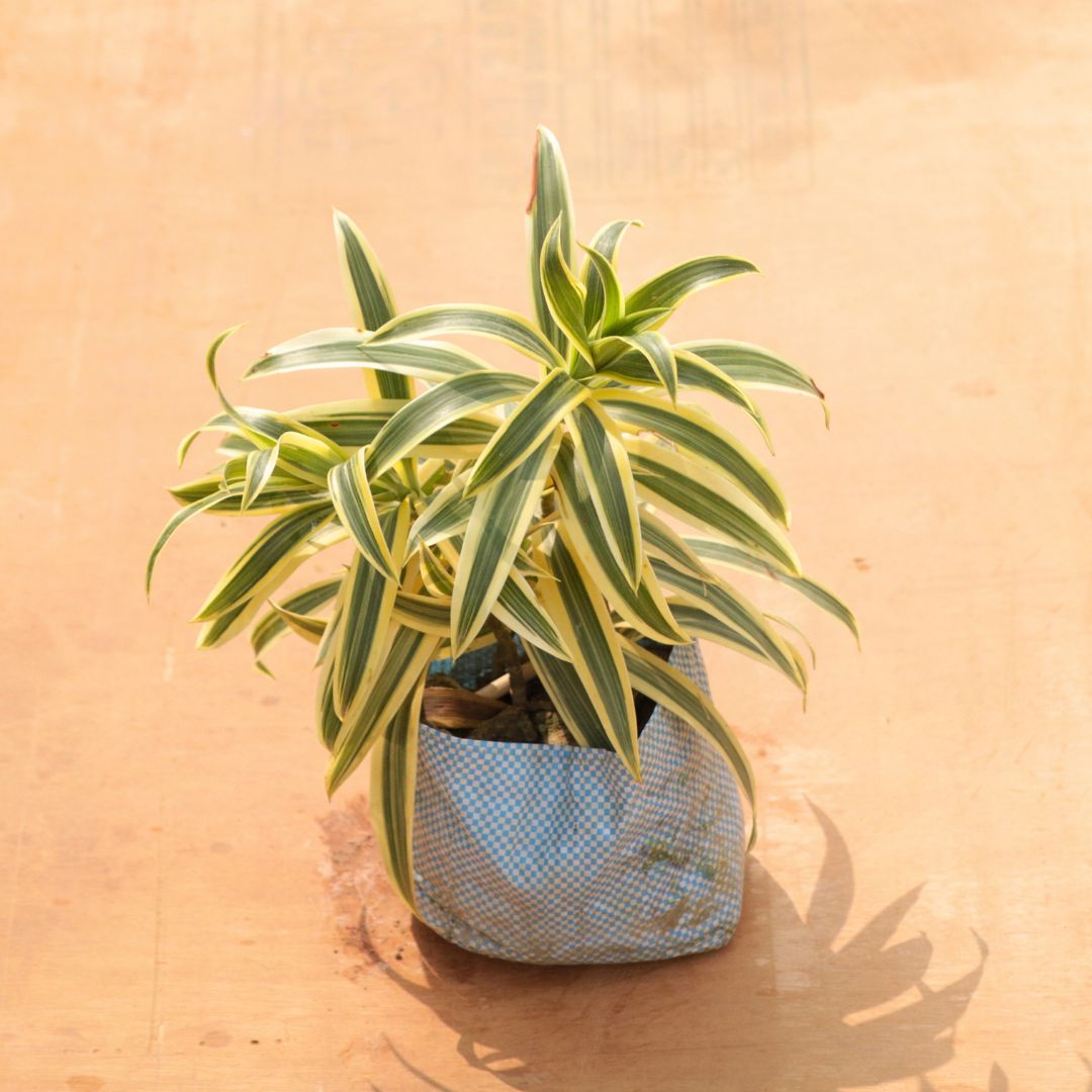 Song of India in 6 Inch Nursery Bag