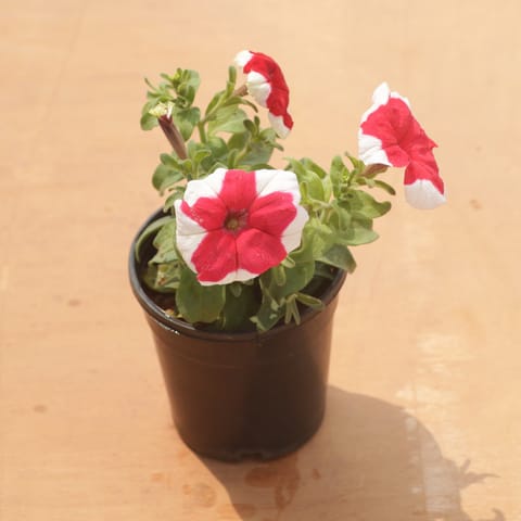 Petunia (Any Colour) in 4 Inch Nursery Pot