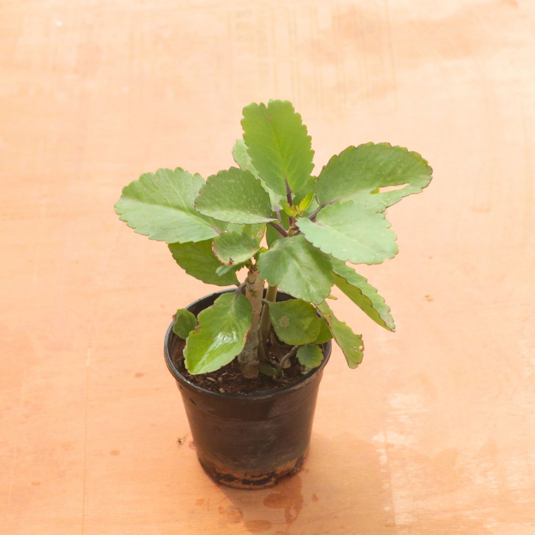 Kalanchoe Pinnata / Patharchatta in 4 Inch Nursery Pot