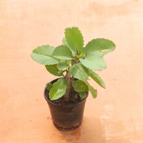 Kalanchoe Pinnata / Patharchatta in 4 Inch Nursery Pot