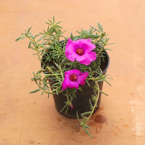 Portulaca Moss Rose (Any Colour) in 4 Inch Nursery Pot