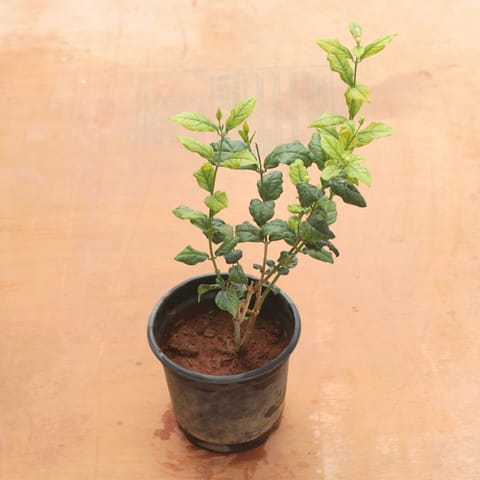 Mogra / Jasmine in 6 Inch Nursery Pot