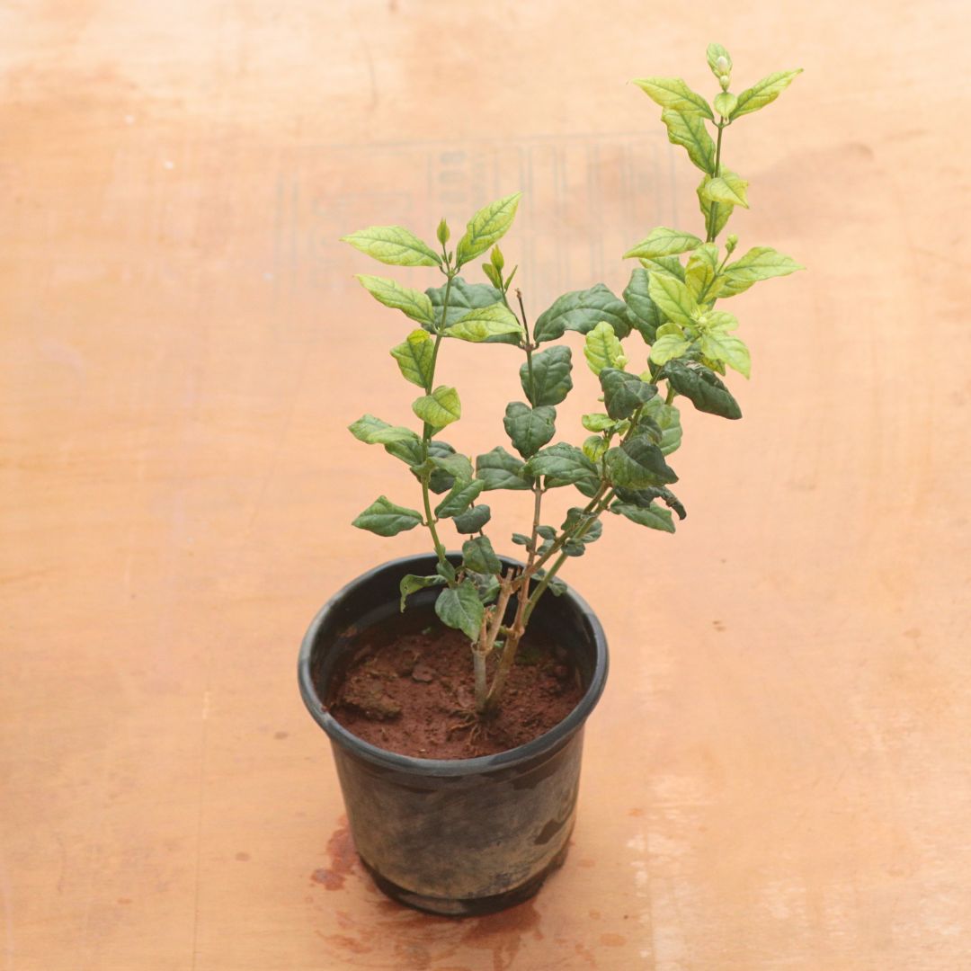 Mogra / Jasmine in 6 Inch Nursery Pot