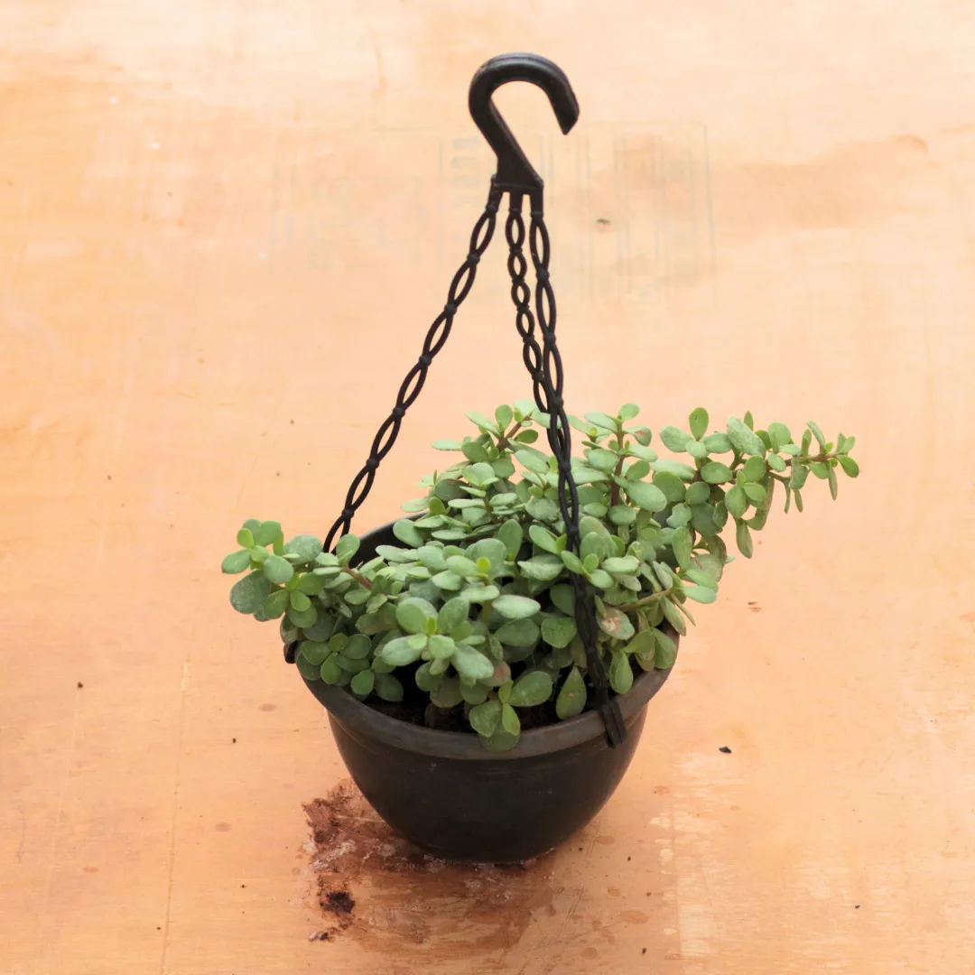 Jade Mini / Elephant Bush in 6 Inch Hanging Pot