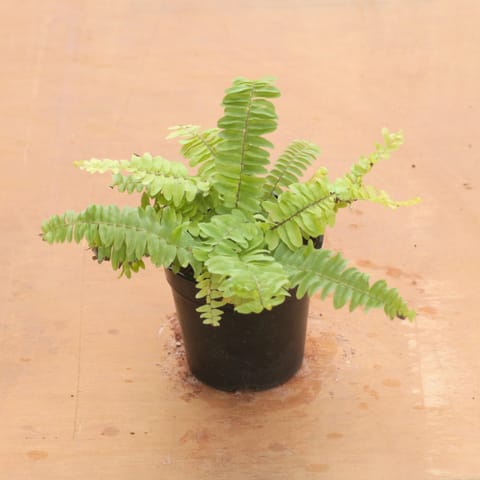 Fern Golden in 4 Inch Nursery Pot