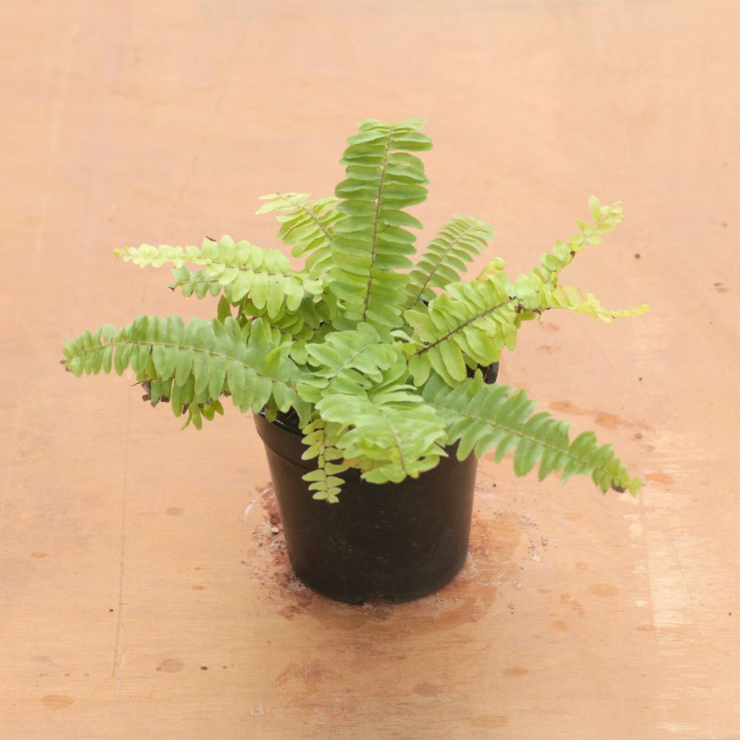 Fern Golden in 4 Inch Nursery Pot