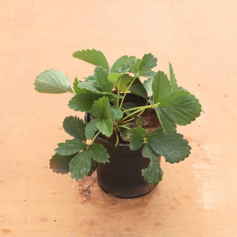 Strawberry in 4 Inch Nursery Pot