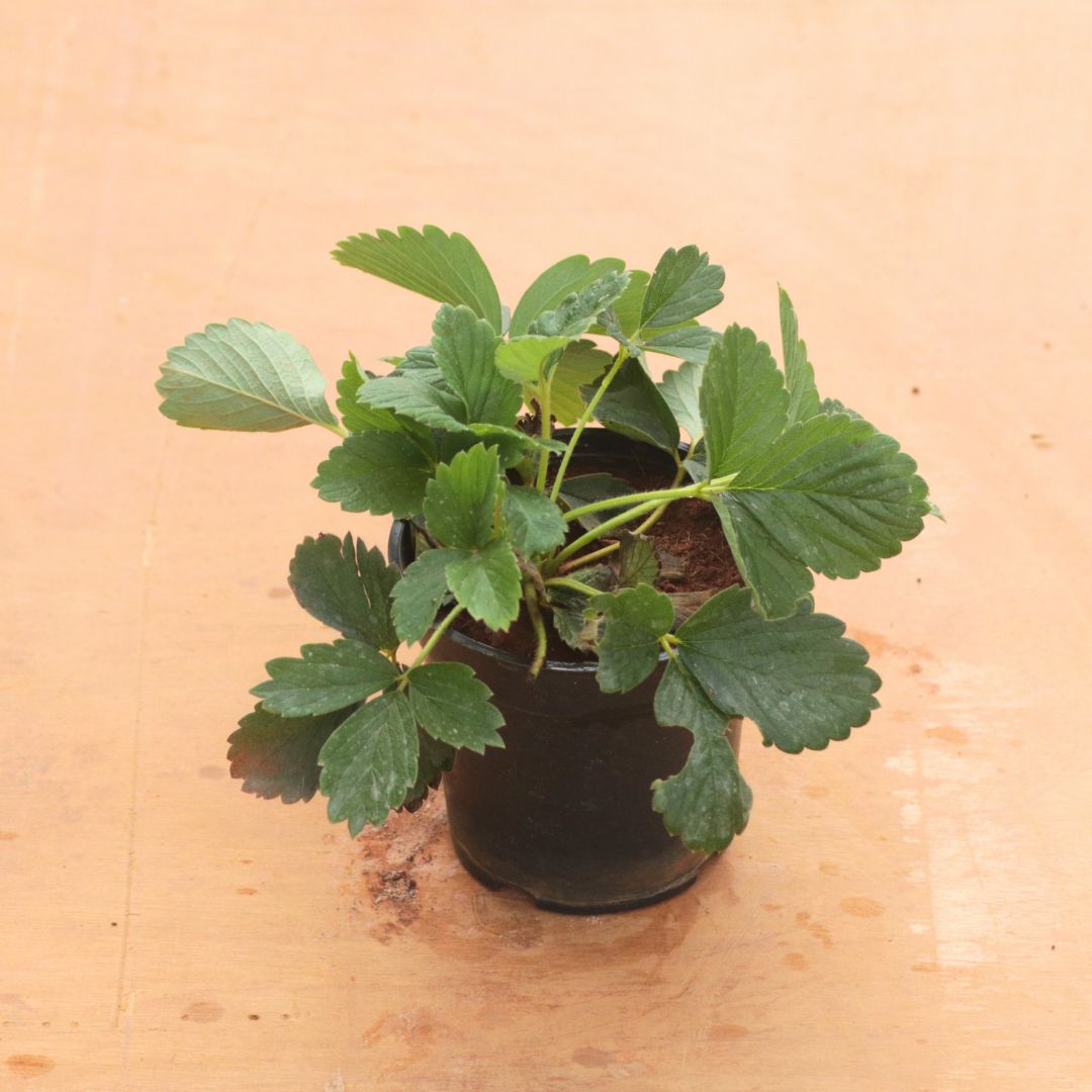 Strawberry in 4 Inch Nursery Pot