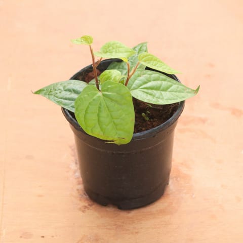 Paan / Betel Leaf in 4 Inch Nursery Pot