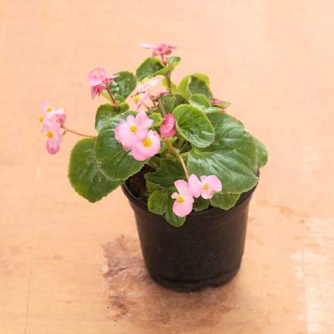 Begonia Pink in 4 Inch Nursery Pot