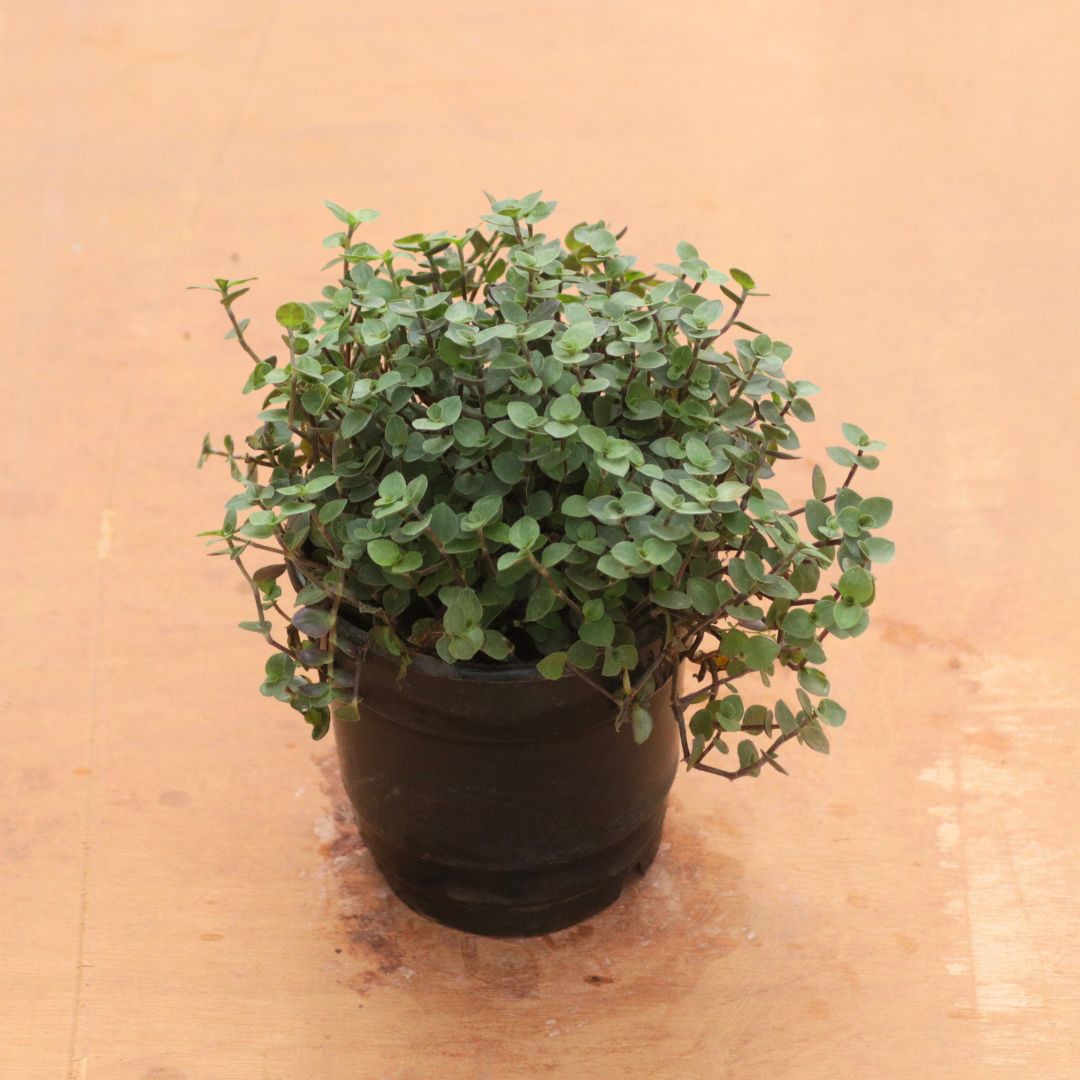 Turtle Vine Black in 4 Inch Nursery Pot